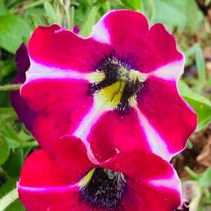 Meet your Posher, Chey-anne